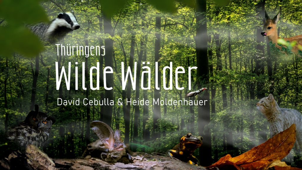 Filmposter "Wilde Wälder" | David Cebulla Naturfilme