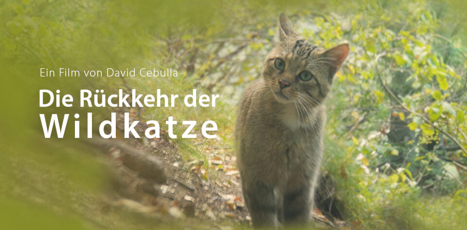 "Die Rückkehr der Wildkatze" Filmposter | David Cebulla Naturfilme